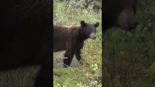Канадская традиция - Moving Day