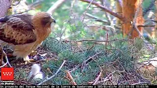 PRIMERA CEBA DE 2023 - Águila calzada -  P.N. Sierra de Guadarrama