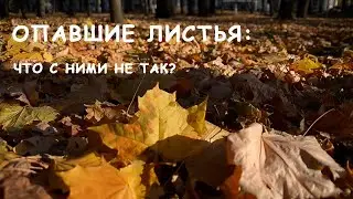 Опавшие листья, что с ними не так
