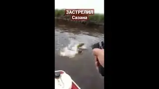 Застрелил сазана Рыбалка 