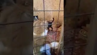 Очень добрые малыши     #собака #dog #dogs