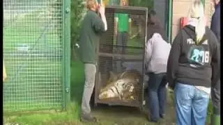 Moving a Siberian Tiger
