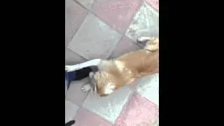 Рыжий пес