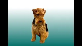 Welsh Terrier Hand Stripping Session