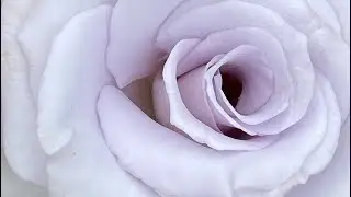 ЦВЕТЕНИЕ РОЗ 2024🌹❤️🥰. НЕОБЫКНОВЕННЫЕ🦋🦋🦋