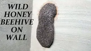 Wild Honey Beehive on my Wall
