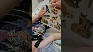 Изучаем животных