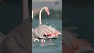 Red feathred Flamingos in shallow tides  #youtubeshorts #bahrain #pvrmurtyscaptures #migratorybirds