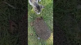 S-a intalnit Ariciul cu Pisicul