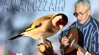 cheikh amar ezzahi  (wahed el ghzal rit el youm)