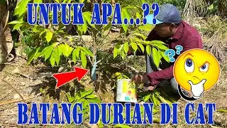 MENCEGAH DAN MENGATASI MASALAH HAMA PENGGEREK BATANG POHON DURIAN