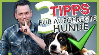 EXCITED DOG: 3 tips on how to calm your dog