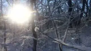 видеофон зимний лес