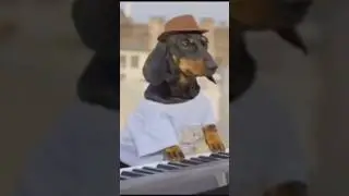 Swag Dog Dances to 