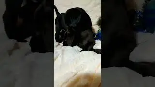 девчёнки Лабрадорчики )