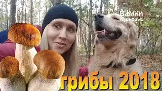 Как собака помогала собирать грибы ☀️ Съедобные грибы ☀️ ложные опята