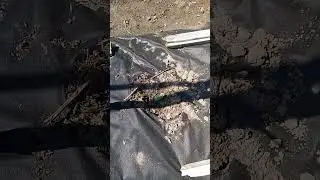Огурцы Герман и Пасалимо!