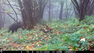 Eurasian brown bear sow with two cubs in Transylvania