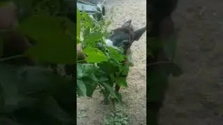 Enternetda tarqalgan video