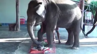 ВЫ ТАКОГО ЕЩЕ НЕ ВИДЕЛИ!😃😃 Слон массажист. Elephant masseur.