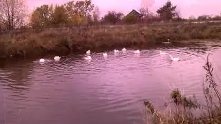 Гуси_Лебеди