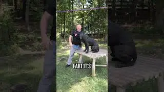 How To Lift A 100LB DOG - THE RIGHT WAY