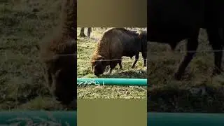 Калининград, Зеленоградск, НЕССЕЛЬБЕК
