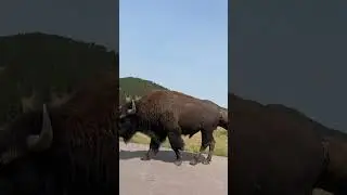 Bison: Respecting bison and giving them appropriate space and why.