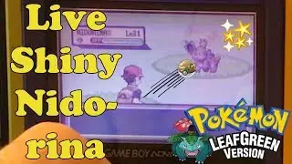 [Safari Week 2017 #2] Live!!! Shiny Nidorina after only 444 REs!! (Win or Fail?)