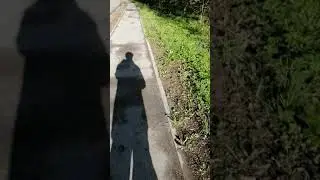 Утренний променад 2
