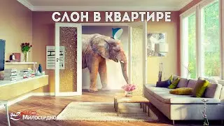 Слон в квартире ᴴᴰ