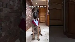 Magus has been adopted!!🎉 We’re so beyond excited that he has found his perfect forever home 🥹❤️