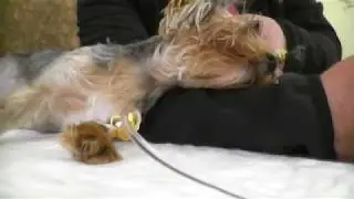 Спасение котика и Део Матиз