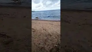 наша найда гуляет