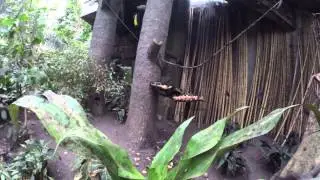 Giant Bat Attacks Cameraman