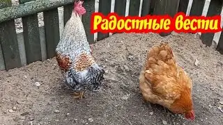 Оставшиеся в живых🐔🐓Радостные вести🥰🐣