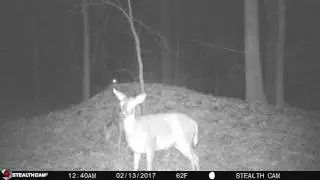 jts first try at a deer movie