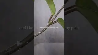 Hoya are Frustrating to Grow! 🤬 part 3 