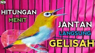 Suara Pleci Betina Memanggil Jantan