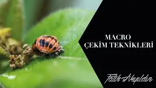MACRO FOTOĞRAF ÇEKİM TEKNİKLERİ