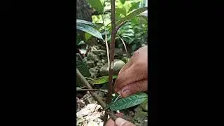 The simplest jackfruit grafting #39