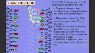 Protein Synthesis Stage 1: Transcription