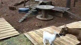 Baby goats playing!
