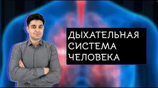 Дыхательная система человека для ЕГЭ и ОГЭ по биологии
