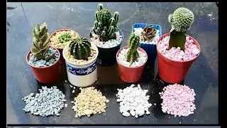 DIY Colorful Pebbles for Pot Cactus and succulent plants  #cactus