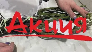 . Питомник растений Е. Иващенко