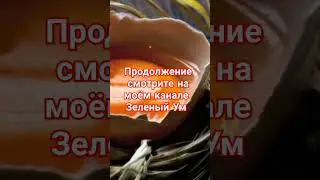 Сырые яйца польза и вред