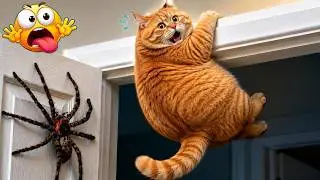 Try Not To Laugh 😂 Funniest Cats & Dogs of 2026 🐱🐶 Ultimate Pet Fails Compilation! ⭐Part 6