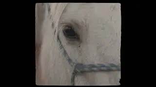 A Cowboy Who Would - Chancey Williams