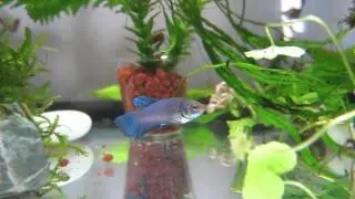 PLAKAT UPDATE. Bettas settling in slowly.